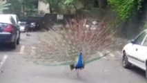 Peacocks suddenly strutted out at the Khareghat Colony in South Mumbai