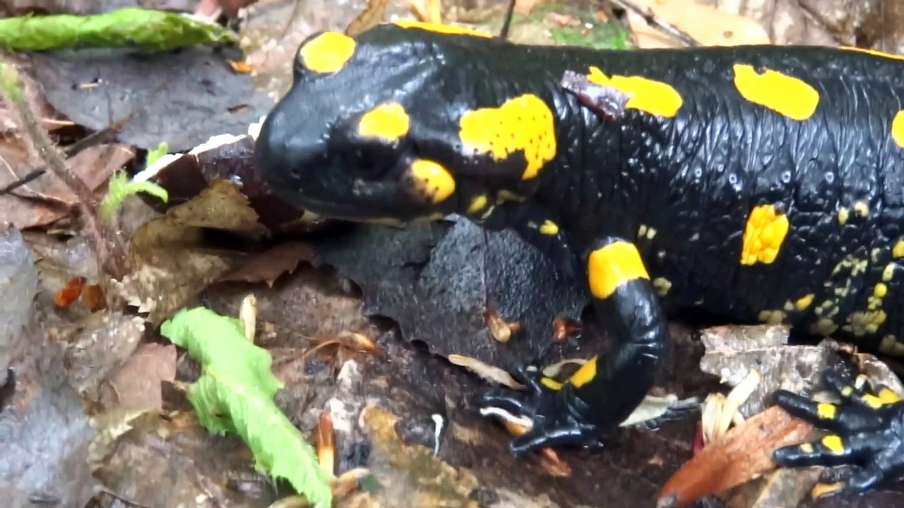 Dazdevnjak-Salamander