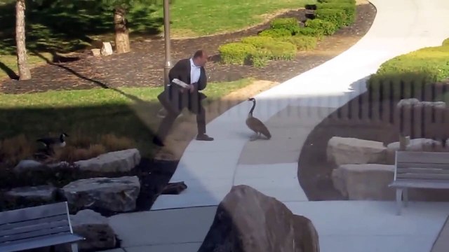 Confinement : des oies empêchent les passants de se promener