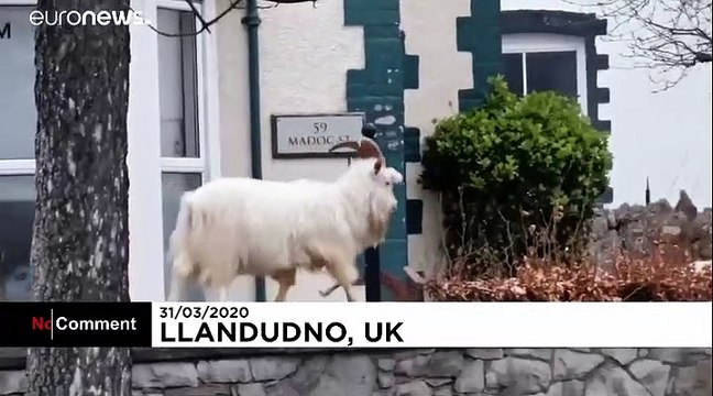 With humans confined to their homes, animals are taking advantage