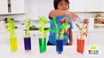 How to make Color Changing Celery!!! Science Experiments for kids