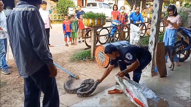 Thai pensioner catches huge python strangling his pet cat