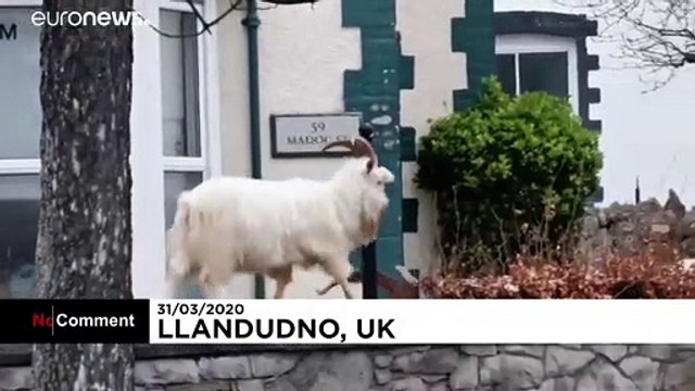 Τα ζώα στην εποχή του κορονοϊού