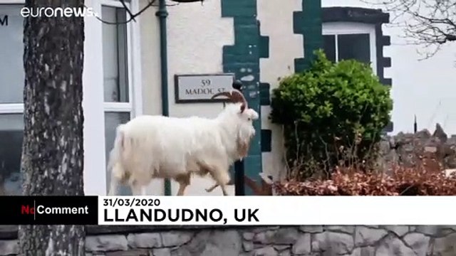 With humans confined to their homes, animals are taking advantage