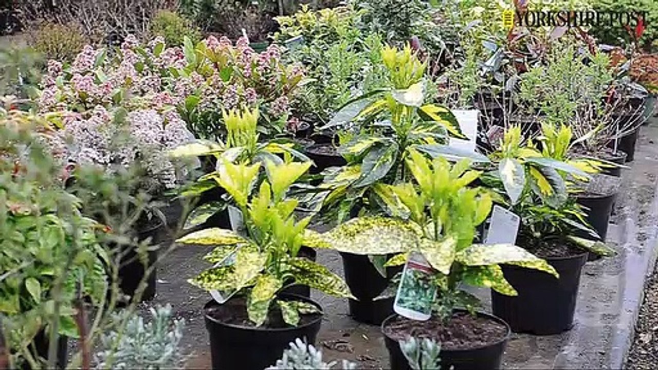 Dishforth Nursery