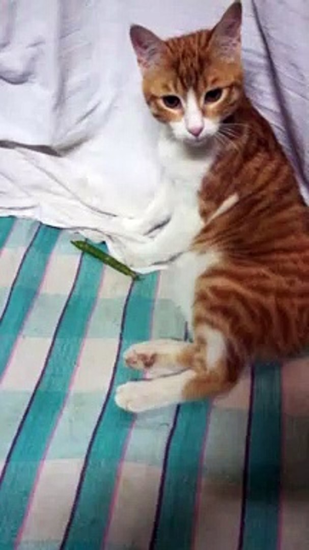 Kitty Bored In Quarantine Time