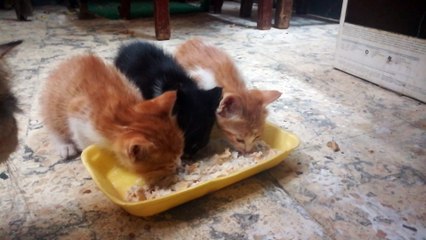 Triplets Eating Contest