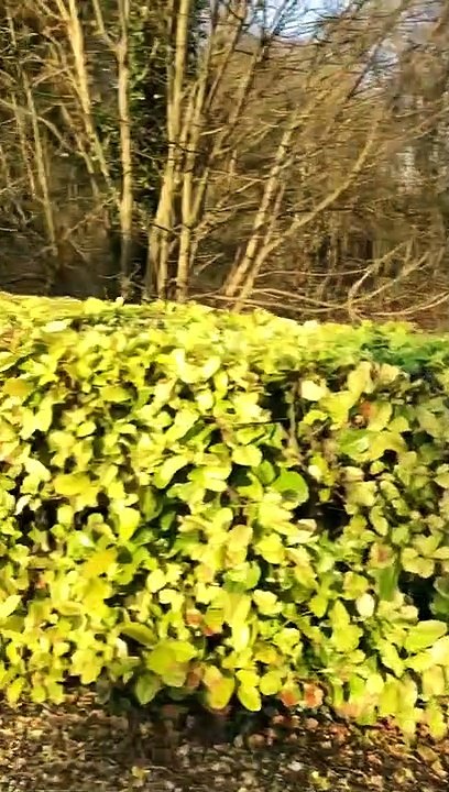 Creative Hedge Trimming During Quarantine