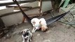 Puppies Hang Out on a Hammock