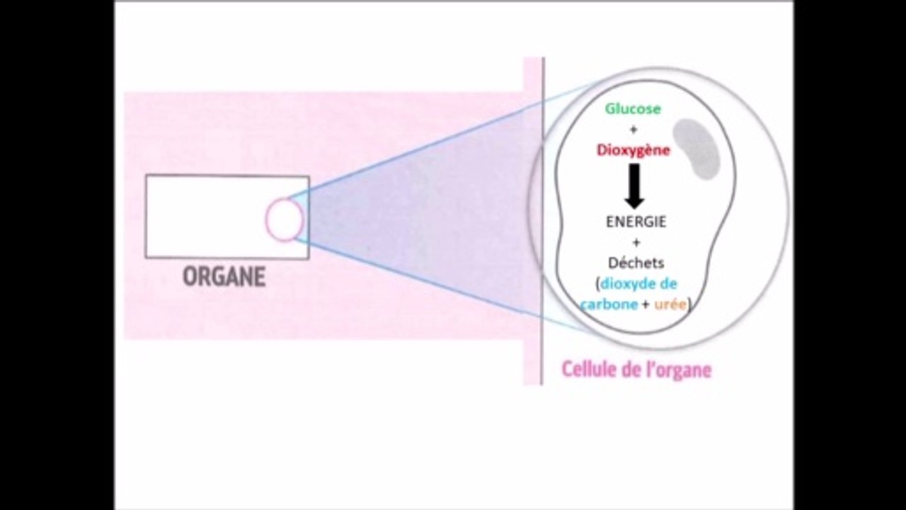 Nutrition des cellules animales