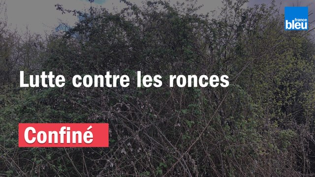 Jour 17, on lutte contre les ronces