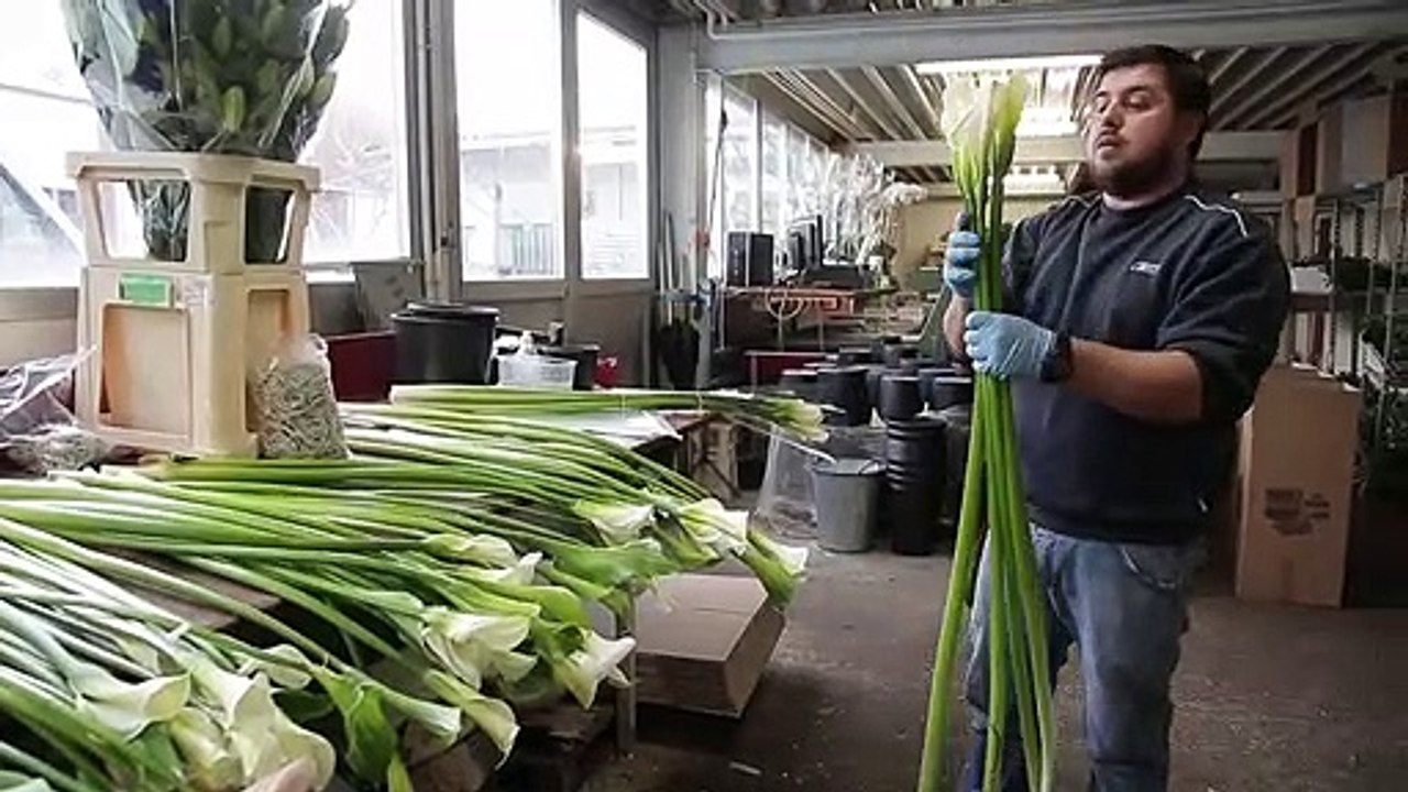 Itinéraire d'une fleur coupée