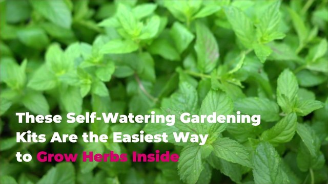 These Self-Watering Gardening Kits Are the Easiest Way to Grow Herbs Inside