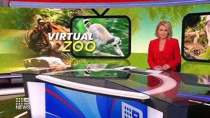 Zoo experience delivered to your screen - Nine News Australia