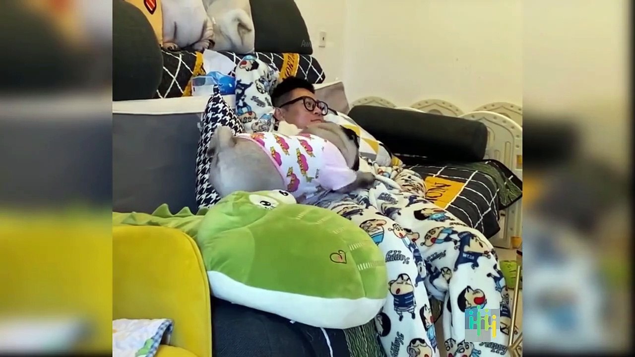 Cute and Funny Dogs Videos Compilations   Funny Animal Fails Compilations