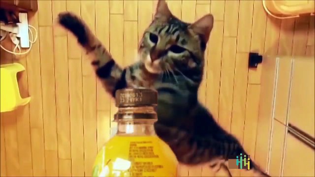Cute and Funny Cats Videos Compilations Funny Animal Fails Compilations