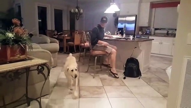 Votre chien reste votre meilleur ami, même en plein confinement