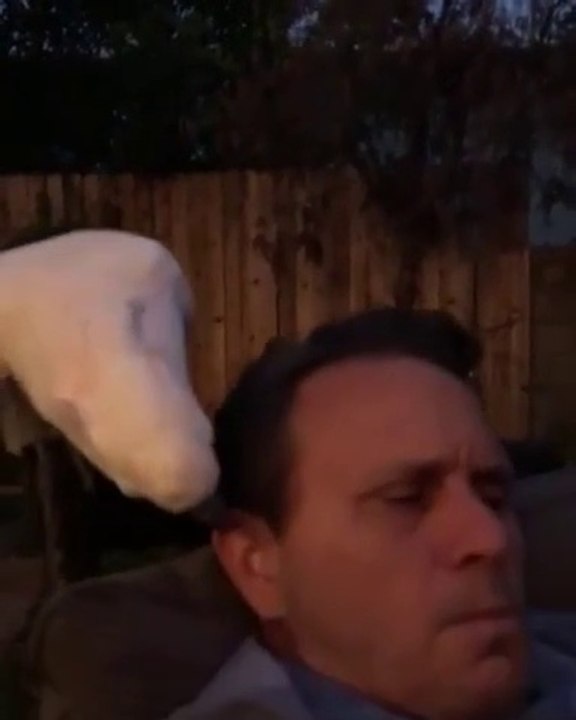 Ce perroquet fait des bruitages de film d'horreur à l'oreille de son maître