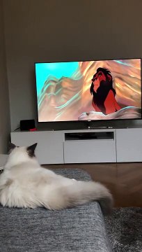 Ce chat regarde le Roi Lion et n'apprécie pas trop le méchant Scar