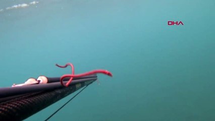 Rekortmen dalgıç, 15 santimlik deniz solucanını görüntüledi