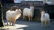 A Herd of Wild Goats Is Taking Over a Welsh Seaside Town Under Lockdown — and the Pictures Are Hysterical