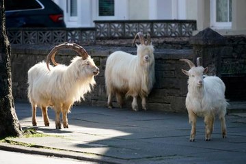 A Herd of Wild Goats Is Taking Over a Welsh Seaside Town Under Lockdown — and the Pictures Are Hysterical