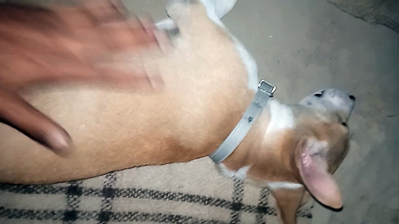 It's The Very Horrible Task To Wake Up My Dog