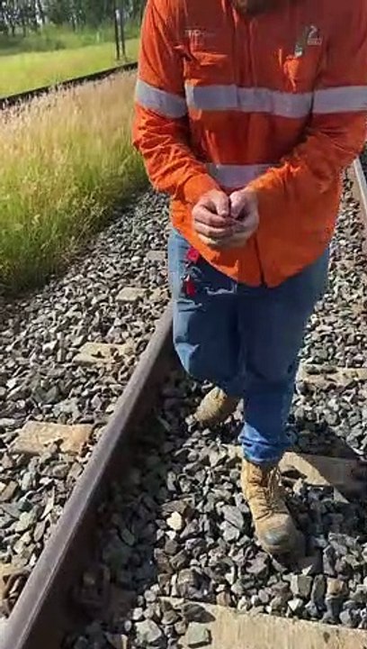 Workers Help Lost Ducks Cross Railroad Tracks