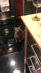 Curious Cat Gets Head Stuck in Treat Bin