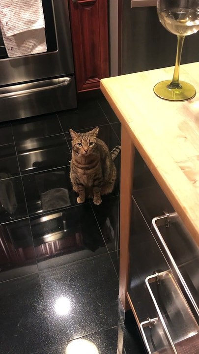 Curious Cat Gets Head Stuck in Treat Bin