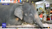 [뉴스터치] 태국 코끼리 1천여 마리 '아사 위기'