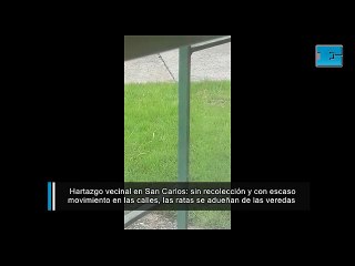 Hartazgo vecinal en San Carlos: sin recolección las ratas se adueñan de las veredas