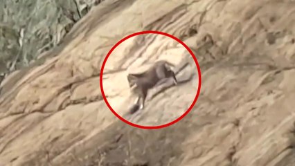 서울 용마산에서 멸종위기종 산양 포착...2018년에 이어 두 번째 / YTN