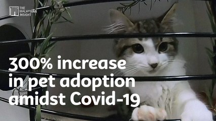 300% increase in pet adoption amidst Covid-19