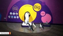 Aquarium Penguins Appear Confused To See Giant Penguin Statue