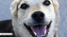 Your Dog's Loving Smile May Not Be What You Think: Scientists