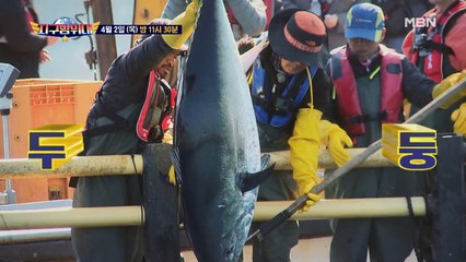 [7회 예고] 이 크기 실화!? 보고도 믿을 수 없는 광경! 대한민국에서 참다랑어를 볼 수 있다고!?