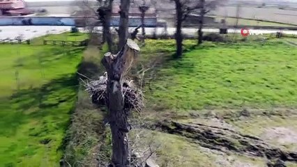 Kuş Cenneti'nde havaların ısınmasıyla Leylekler yuvalarını kurmaya başladı