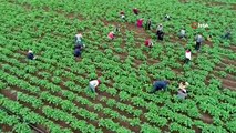 Çukurova'da çiftçi üretime aralıksız devam ediyor