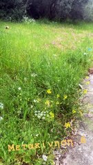 Κατερίνα Γερονικολού: Η βόλτα της στους αγρούς