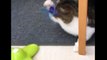 Cats Protection Gosport has shared top tips to keep cats entertained at home