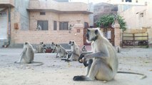 people feeding gray langurs in jodhpur