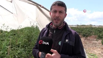 Şifa deposu Samandağ biberi tüketicinin gözdesi oldu