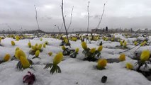Baharda yağan kar, Ovacık'ın doğasına güzellik kattı
