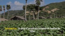 Coronavirus : la piste d’un vaccin composé de feuilles de tabac