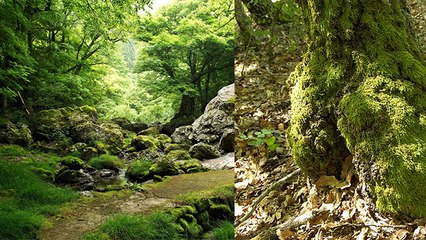काई खाने के फायदे जान चौंक जाएंगे आप । Health Benefits Of Moss । Boldsky