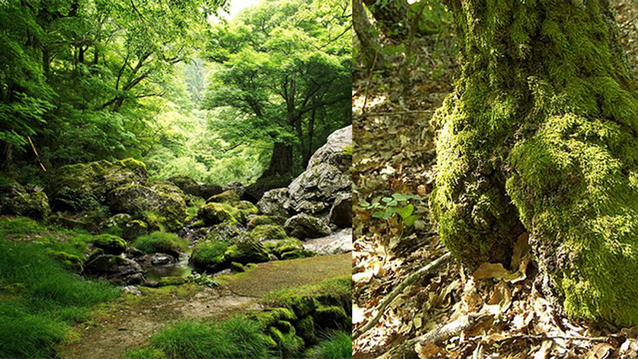 काई खाने के फायदे जान चौंक जाएंगे आप । Health Benefits Of Moss । Boldsky