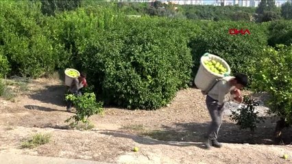 Koronavirüs nedeniyle Uluslararası Turunçgil Kongresi de erteleniyor