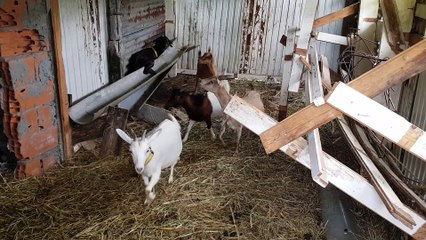 Fast and furious 9 goats