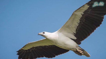 Đại bàng biển bụng trắng bặc thầy săn mồi trên mặt nước